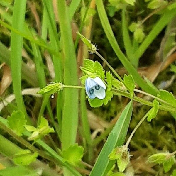 Veronica filiformis ᱵᱟᱦᱟ