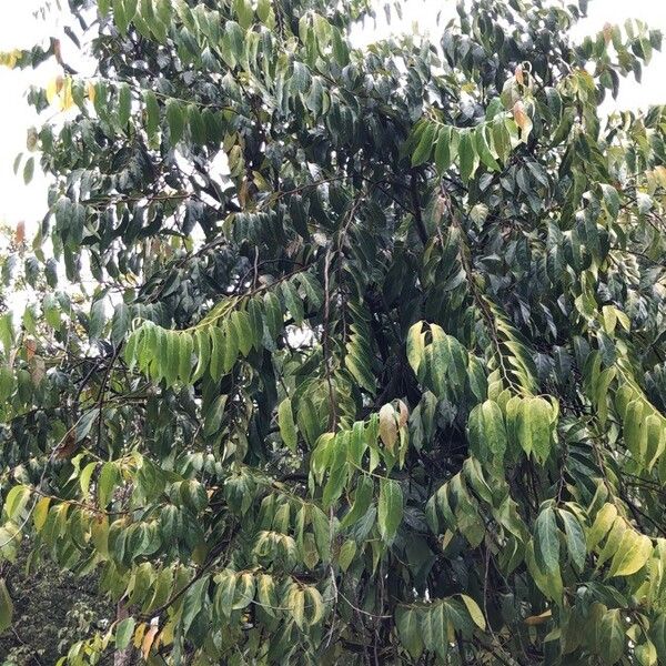 Scorodocarpus borneensis