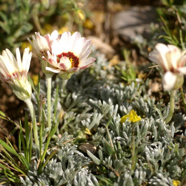 Rhodanthemum catananche Flor