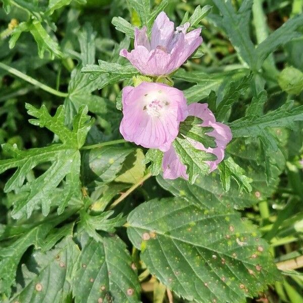 Malva moschata Flower