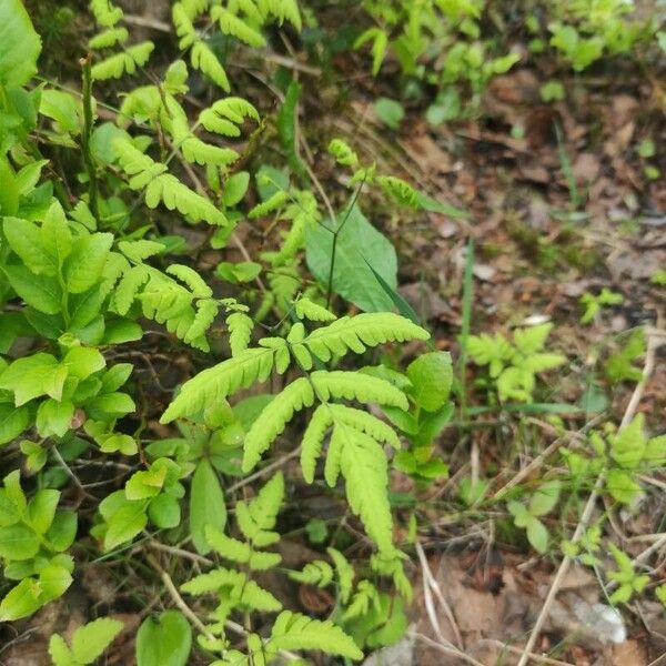 Gymnocarpium dryopteris Feuille