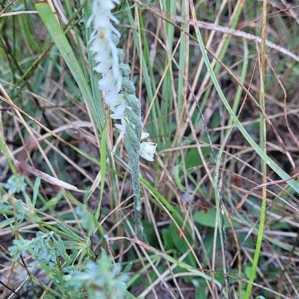 Spiranthes spiralis 花