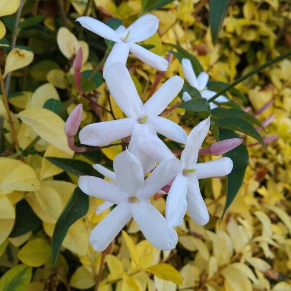 Jasminum officinale Flower