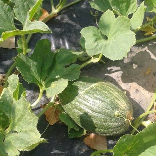 Cucumis melo Fruit