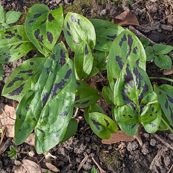 Arum maculatum Vivejo