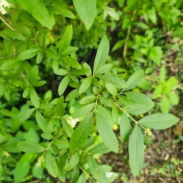 Ligustrum obtusifolium Frunză