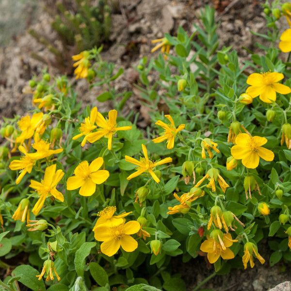 Hypericum cerastioides