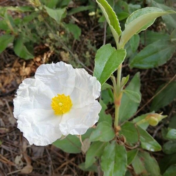 Cistus laurifolius Flower