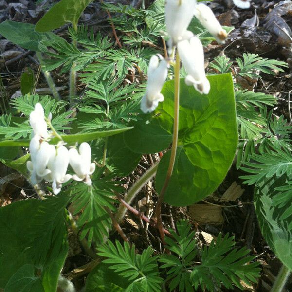 Dicentra canadensis Habitus