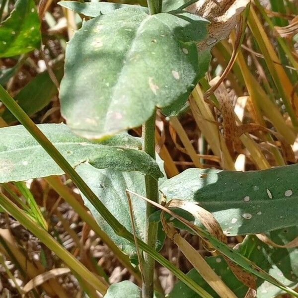 Lepidium draba Foglia