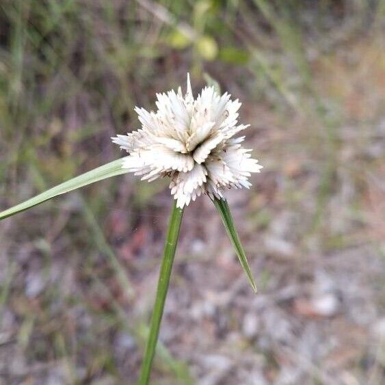 Cyperus niveus Flor