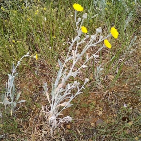 Andryala ragusina Flor