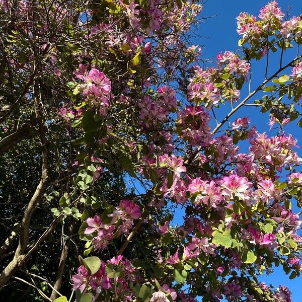 Bauhinia purpurea عادت