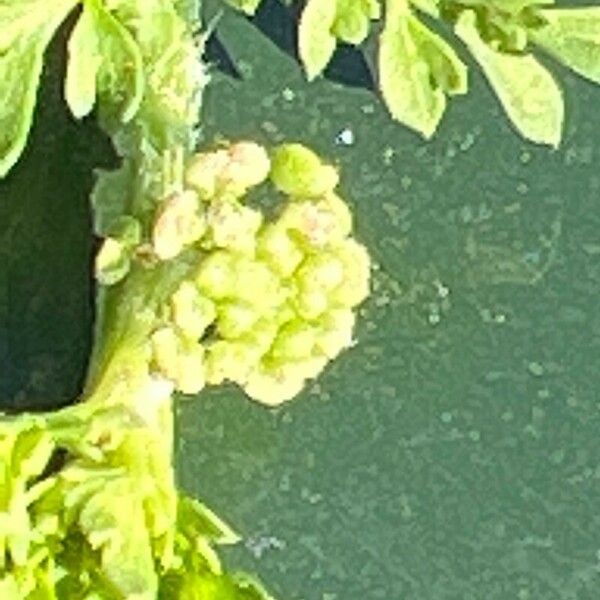 Lepidium didymum Fleur