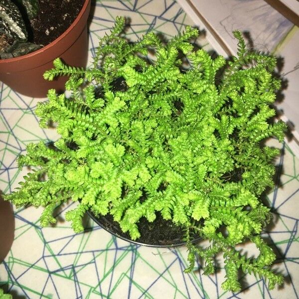 Selaginella kraussiana Blatt