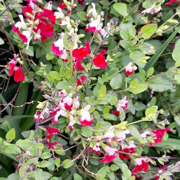 Salvia microphylla Характер