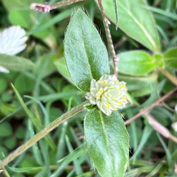 Gomphrena celosioides Φύλλο