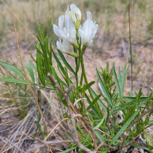 Astragalus tenellus 花