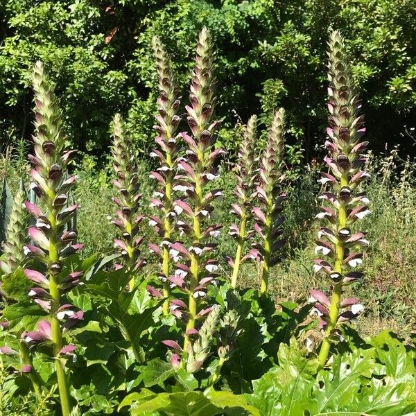 Acanthus spinosus Çiçek