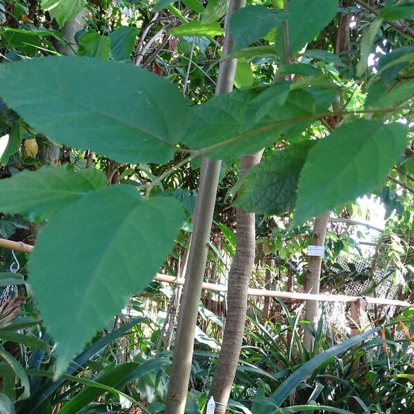 Guazuma ulmifolia Blad