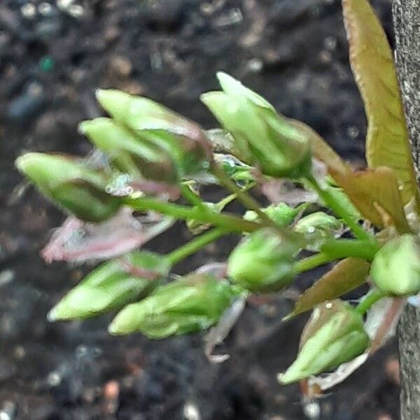 Amelanchier laevis Flower