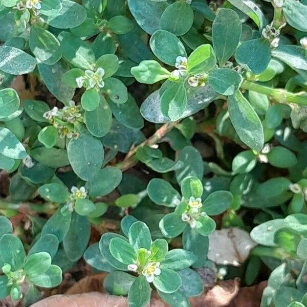 Polygonum arenastrum Foglia