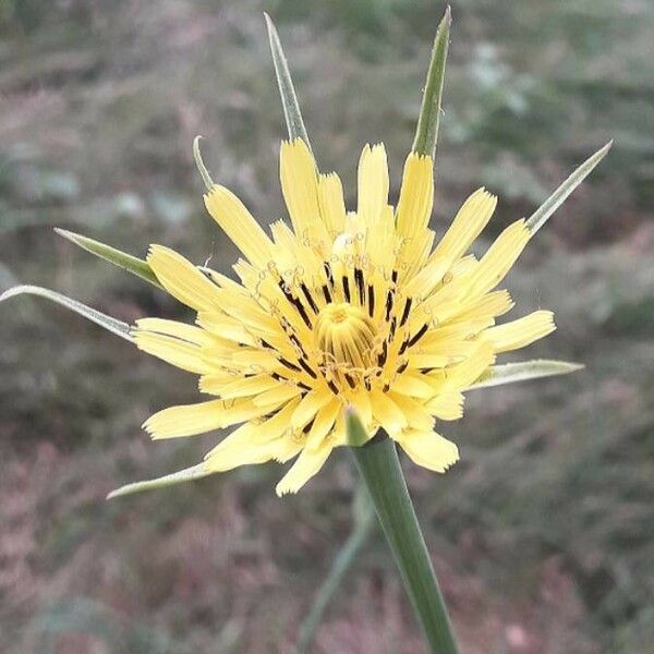 Tragopogon pratensis Blomst