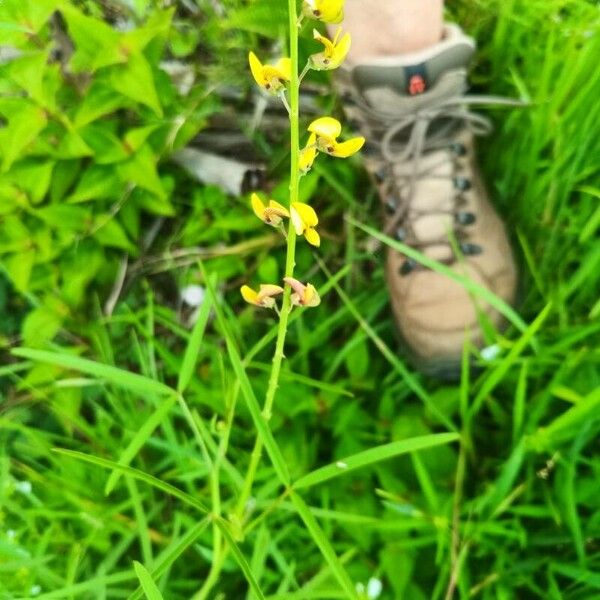 Crotalaria trichotoma Blomma