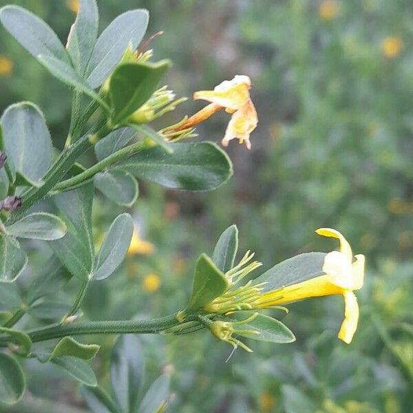 Chrysojasminum fruticans Flor