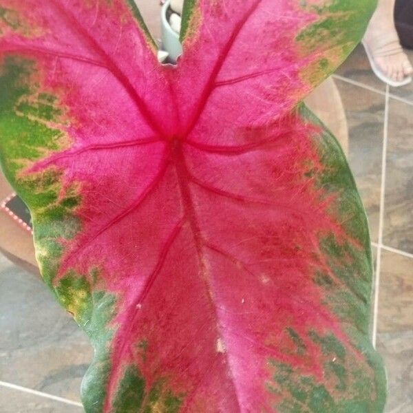 Caladium bicolor Leaf