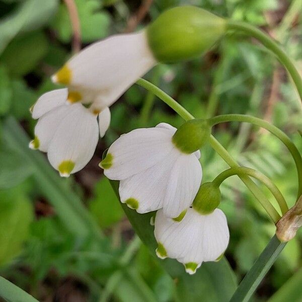 Leucojum aestivum Blomma