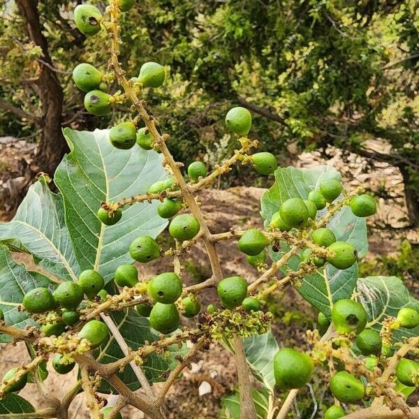 Allophylus abyssinicus Fruit