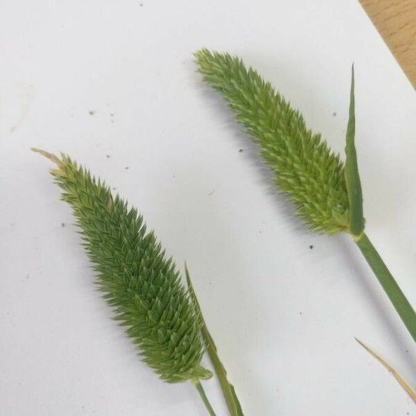 Phalaris minor Flower