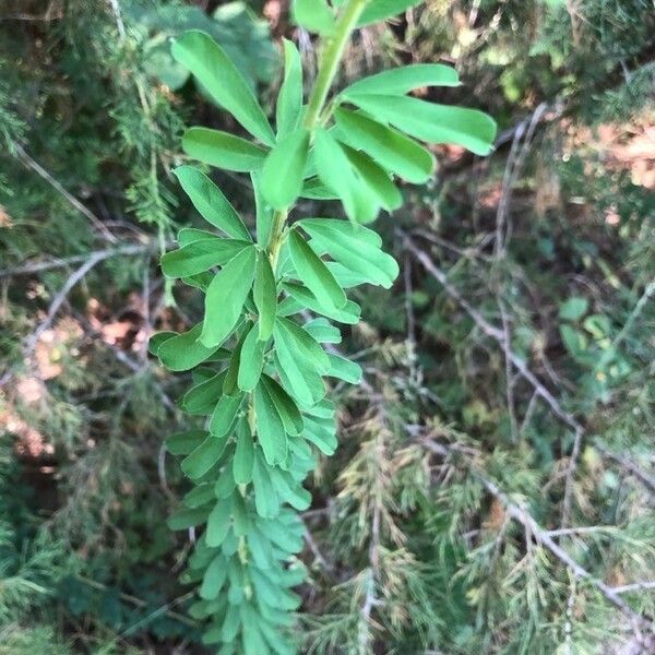 Lespedeza virginica Φύλλο