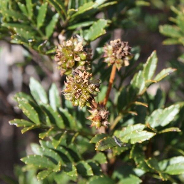 Pancheria multijuga ফুল