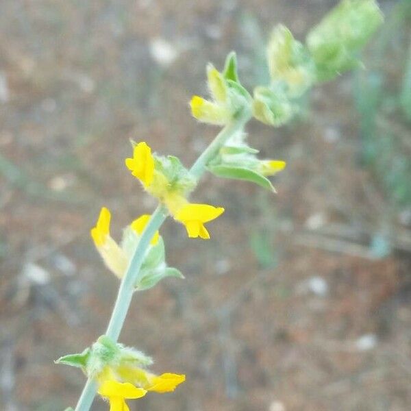 Anthyllis cytisoides Kukka