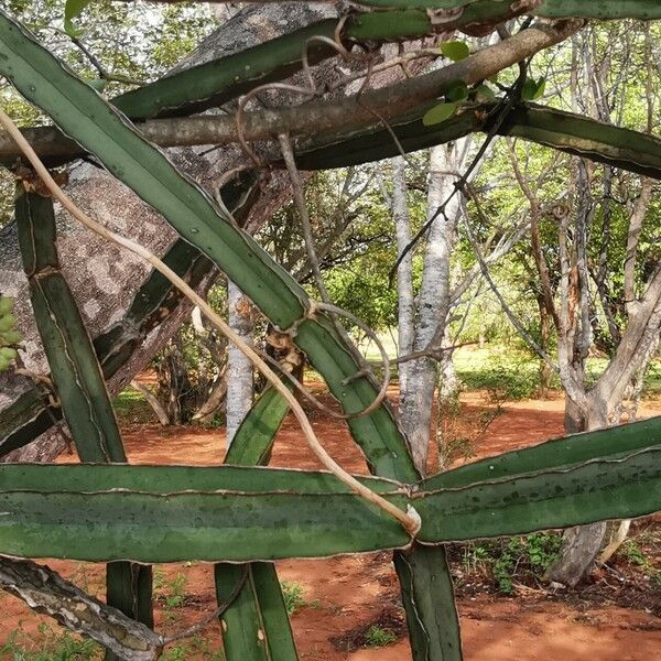 Cissus quadrangularis Blad