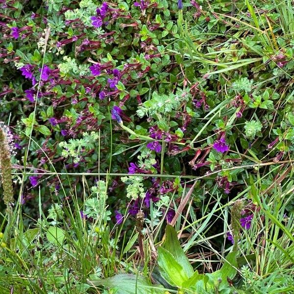 Cuphea aspera Flower