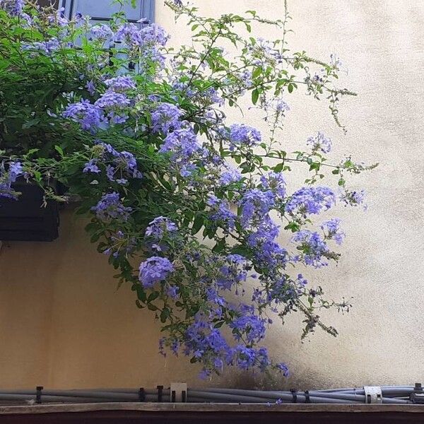 Plumbago europaea Flower