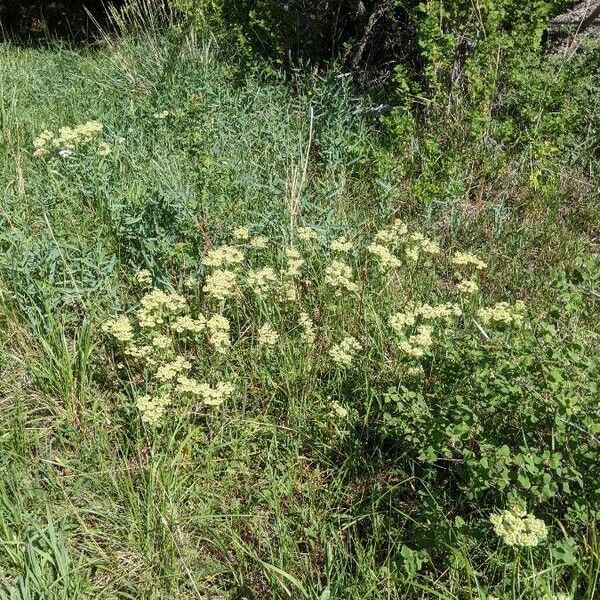 Eriogonum heracleoides Leaf