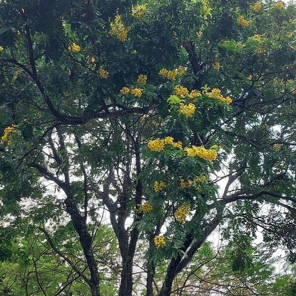 Paubrasilia echinata Flor