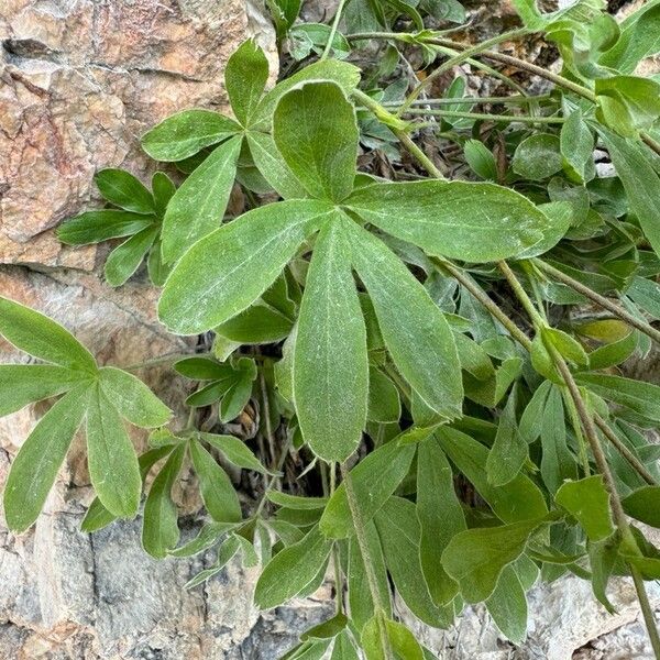 Potentilla caulescens List