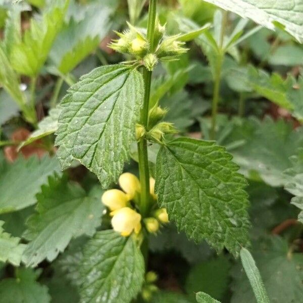 Lamium galeobdolon Цвят