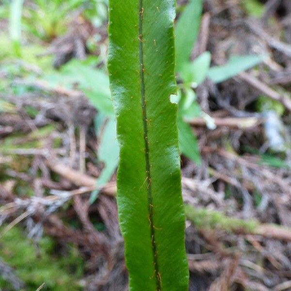 Elaphoglossum aubertii Лист