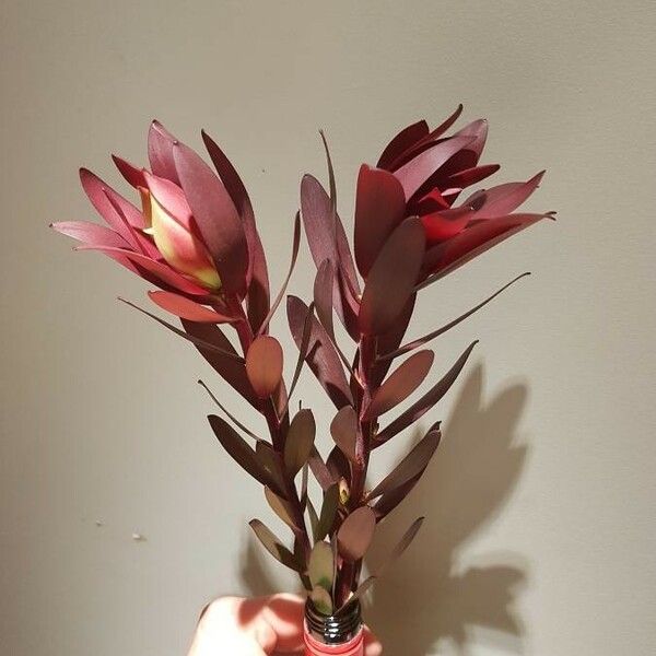 Leucadendron salignum Φύλλο