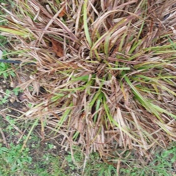 Carex pseudocyperus List