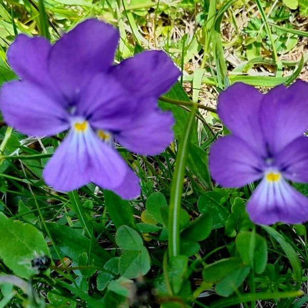 Viola calcarata 整株植物