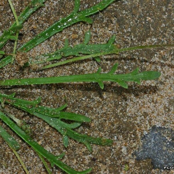 Plantago weldenii Leaf