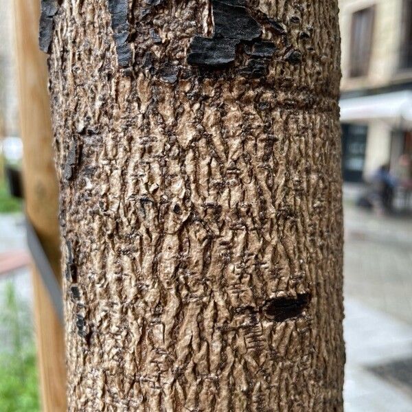 Bauhinia purpurea Bark