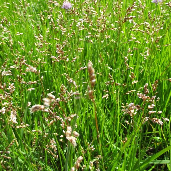 Hierochloe odorata Flor